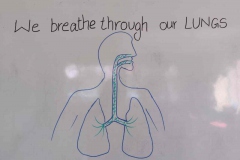We Breathe through our Lungs
