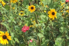 IMG-20190425-WA0075
